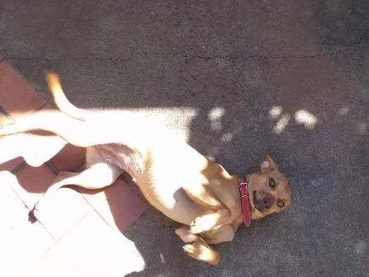 Cachorro raça  idade 1 ano nome she-ra