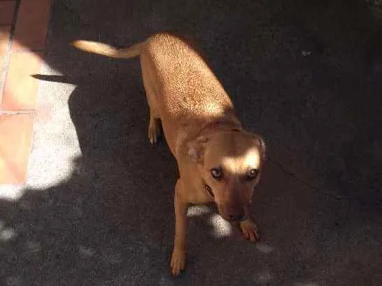 Cachorro raça  idade 1 ano nome she-ra