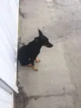 varios
