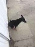 varios