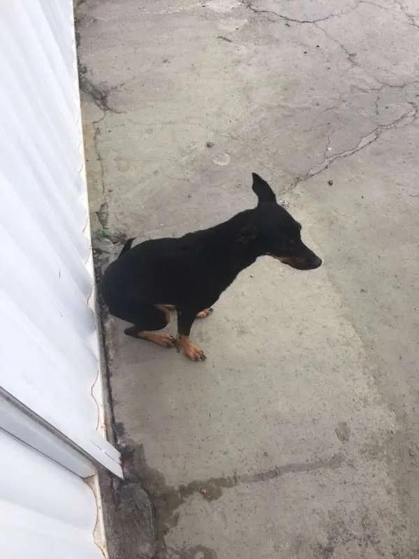 Cachorro ra a srd idade 3 anos nome varios