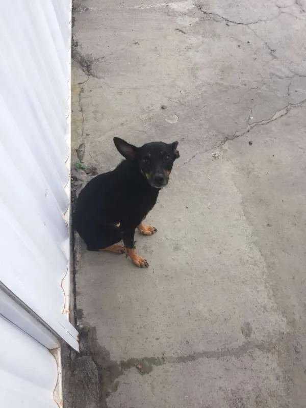 Cachorro ra a srd idade 3 anos nome varios