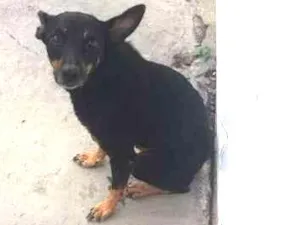 Cachorro raça srd idade 3 anos nome varios