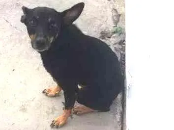 Cachorro ra a srd idade 3 anos nome varios