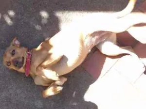 Cachorro raça  idade 1 ano nome she-ra