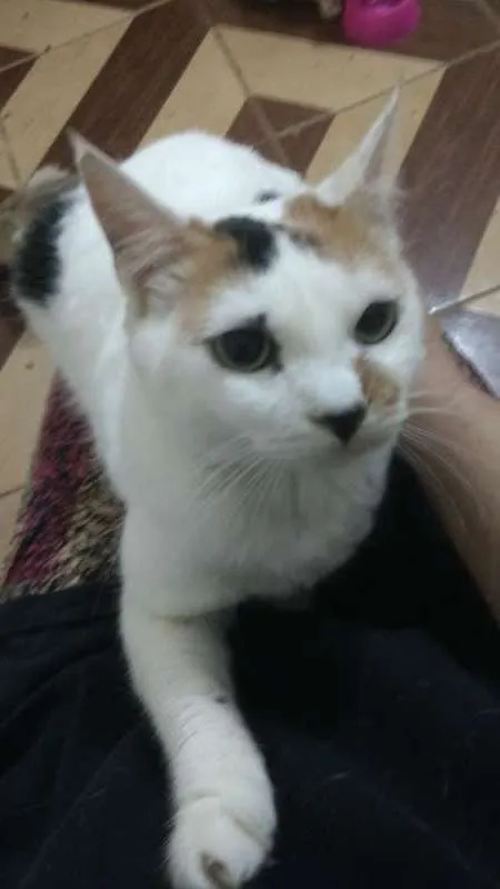 Gato ra a srd idade 1 ano nome Maria