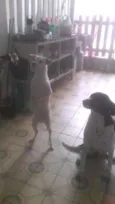 Pantera e Bob