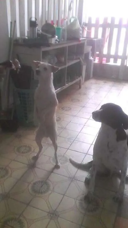 Cachorro ra a pantera: fila e viralata;  idade 2 anos nome Pantera e Bob