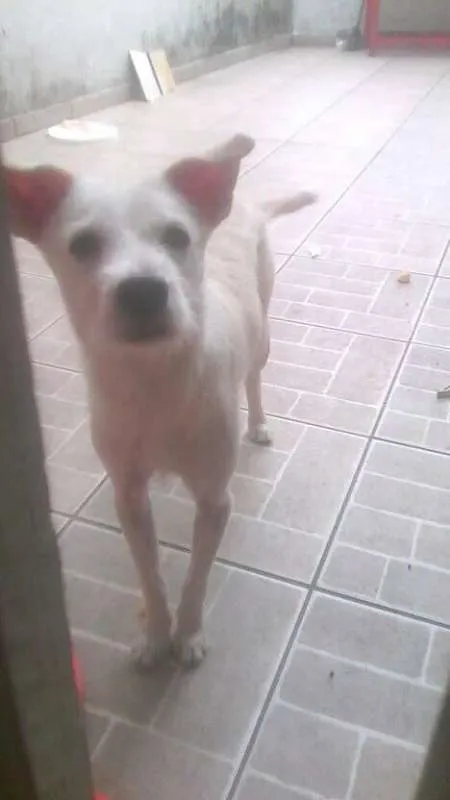 Cachorro ra a pantera: fila e viralata;  idade 2 anos nome Pantera e Bob