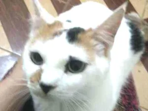 Gato raça srd idade 1 ano nome Maria