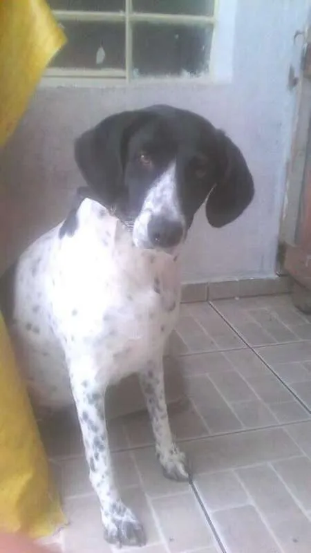 Cachorro ra a pantera: fila e viralata;  idade 2 anos nome Pantera e Bob