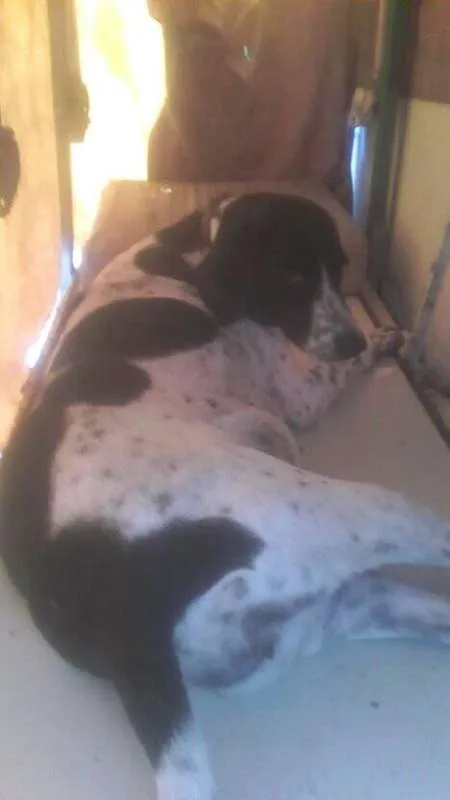 Cachorro ra a pantera: fila e viralata;  idade 2 anos nome Pantera e Bob