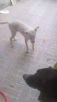 Pantera e Bob