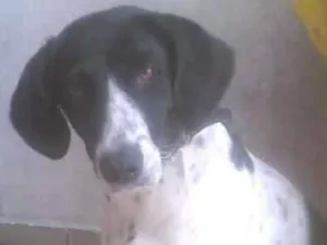 Cachorro raça pantera: fila e viralata;  idade 2 anos nome Pantera e Bob