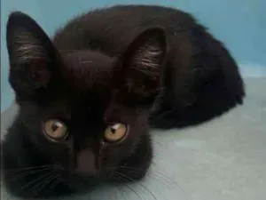 Gato raça  idade Abaixo de 2 meses nome Sem nome