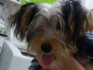 Cachorro raça Yorkshire idade 2 a 6 meses nome Marley