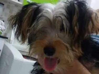 Cachorro ra a Yorkshire idade 2 a 6 meses nome Marley