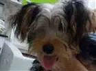 Cachorro raça Yorkshire idade 2 a 6 meses nome Marley