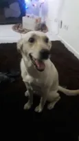 Laila