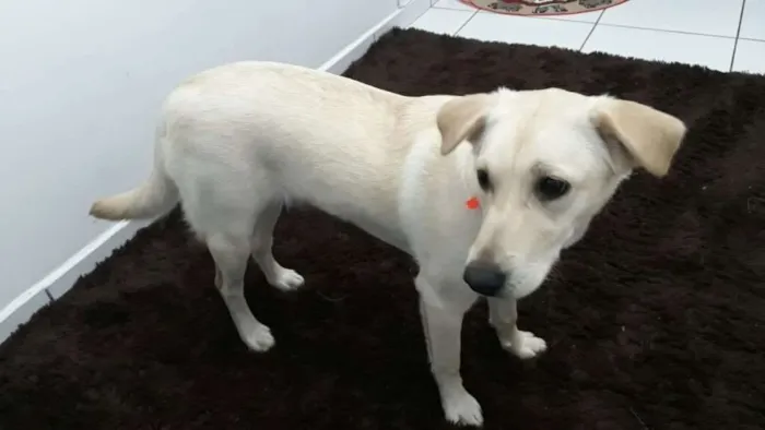 Cachorro ra a Labrador idade 7 a 11 meses nome Laila