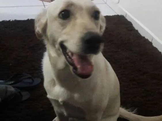 Cachorro ra a Labrador idade 7 a 11 meses nome Laila