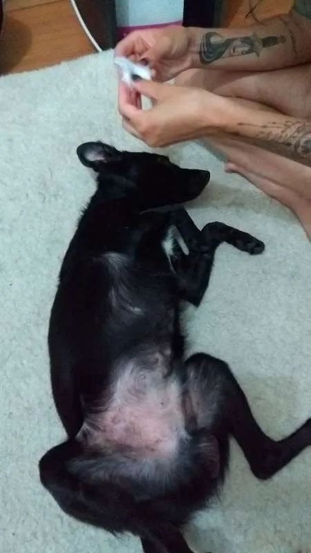 Cachorro ra a Srd idade 1 ano nome Romeu