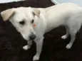 Laila