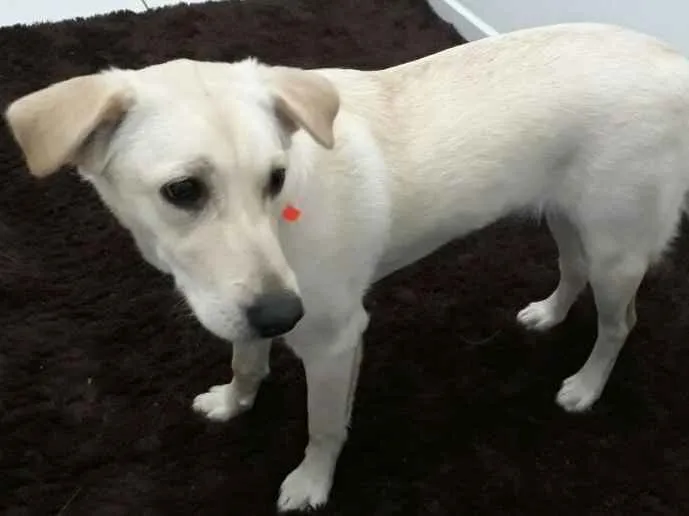 Cachorro ra a Labrador idade 7 a 11 meses nome Laila