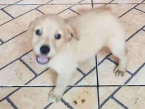 Cachorro raça Srd  idade 2 a 6 meses nome CARAMELO 