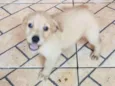 CARAMELO