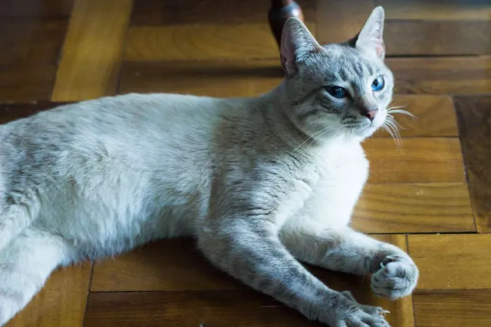 Gato ra a SRD idade 7 a 11 meses nome Mingau