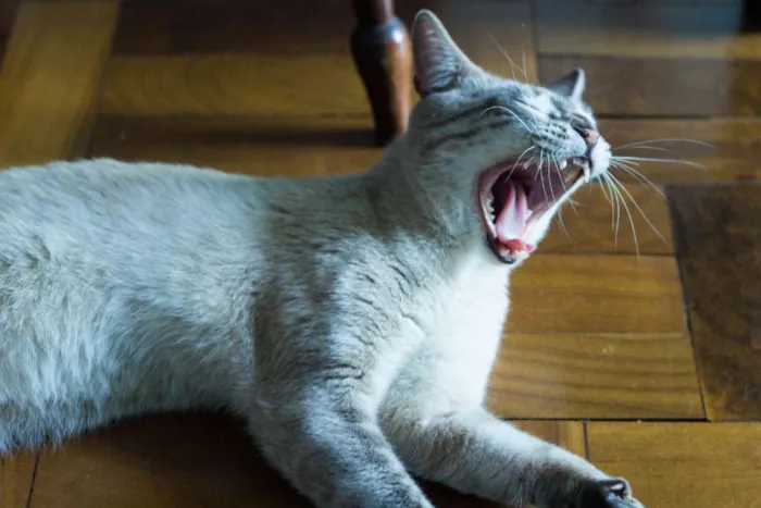 Gato ra a SRD idade 7 a 11 meses nome Mingau