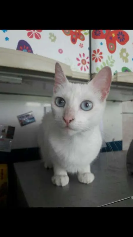 Gato ra a  idade 1 ano nome Nina