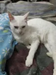 Nina