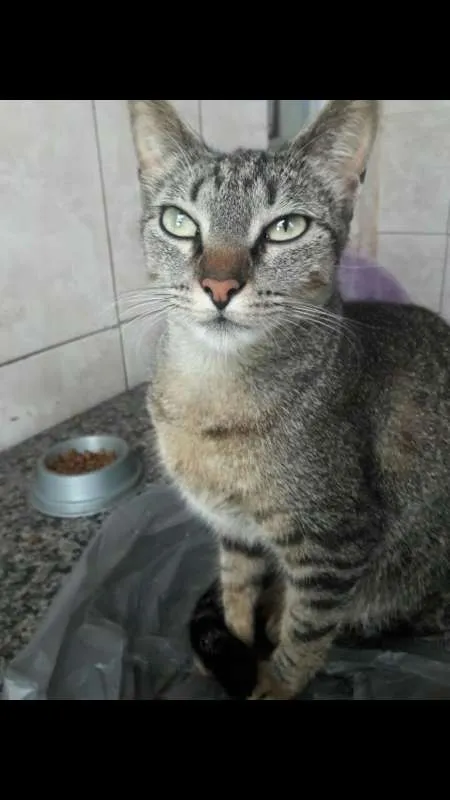 Gato ra a  idade 1 ano nome Meg