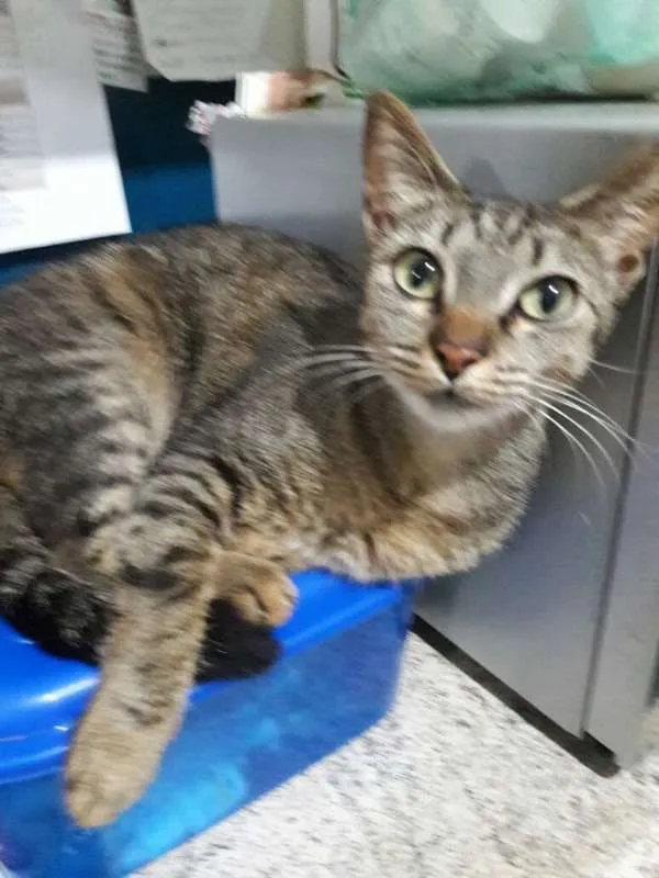 Gato ra a  idade 1 ano nome Meg