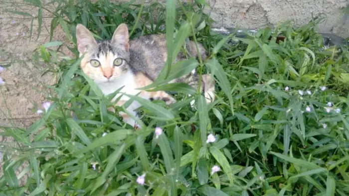 Gato ra a SRD idade 2 a 6 meses nome Tigresa