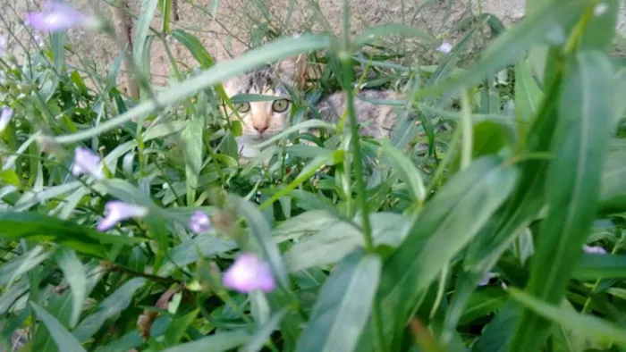 Gato ra a SRD idade 2 a 6 meses nome Tigresa