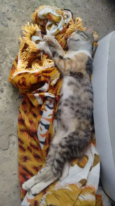 Gato ra a SRD idade 2 a 6 meses nome Tigresa