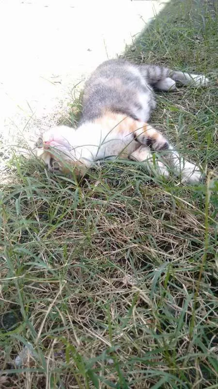 Gato ra a SRD idade 2 a 6 meses nome Tigresa