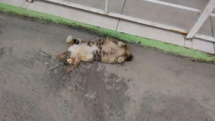 Gato ra a SRD idade 2 a 6 meses nome Tigresa