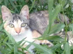 Gato raça SRD idade 2 a 6 meses nome Tigresa