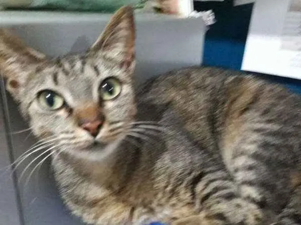 Gato ra a  idade 1 ano nome Meg