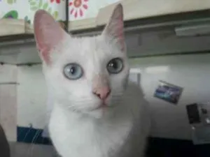 Gato raça  idade 1 ano nome Nina