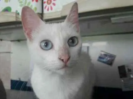 Gato ra a  idade 1 ano nome Nina