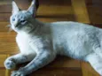 Mingau