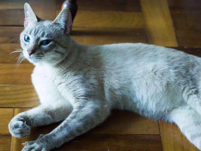 Gato ra a SRD idade 7 a 11 meses nome Mingau