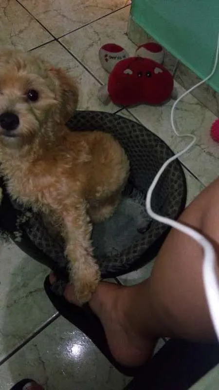 Cachorro ra a Yorkshire com Poodle  idade 2 a 6 meses nome Moana 