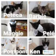 PETECA,BARBIE,MAGGIE