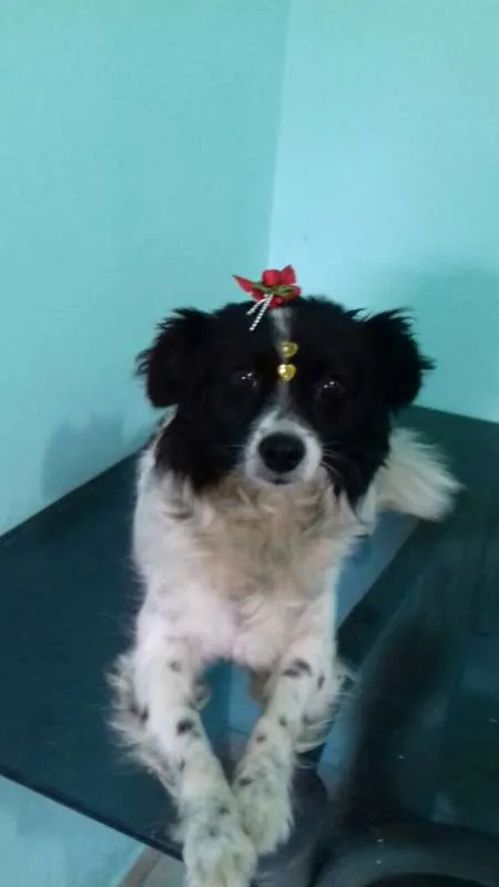 Cachorro ra a SRD idade 2 anos nome SARAH